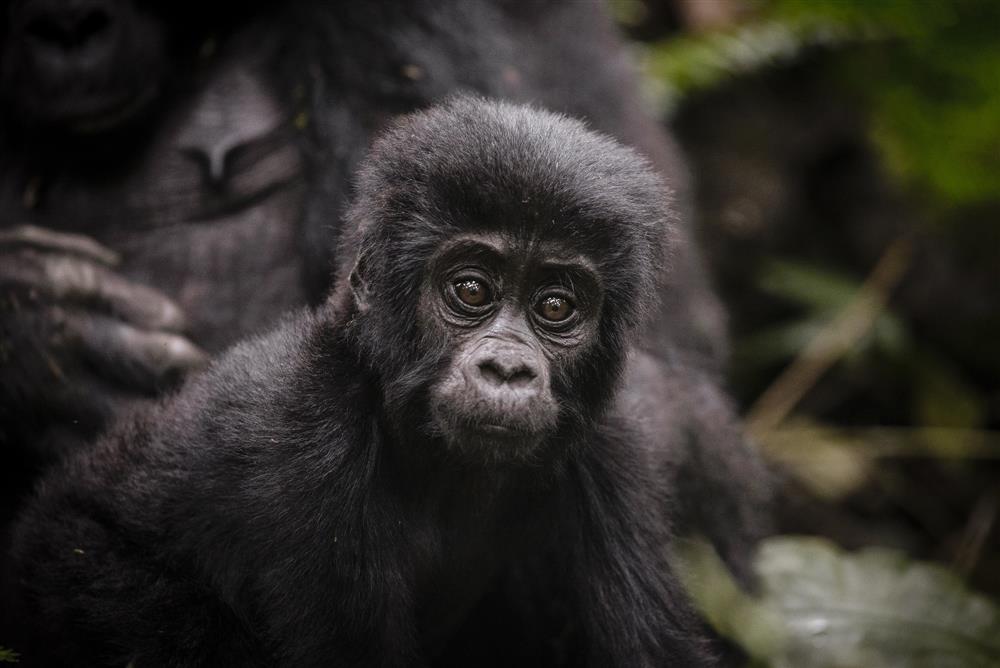 Sanctuary Gorilla Forest Camp